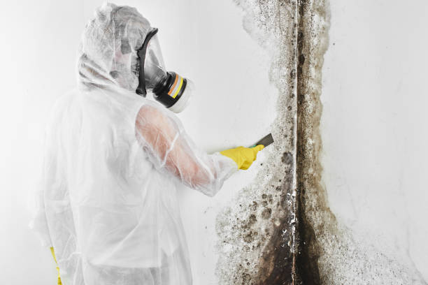 Best Local Mold Removal Service  in La Crescenta Montrose, CA