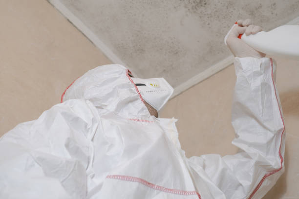 Best Attic Mold Removal  in La Crescenta Montrose, CA