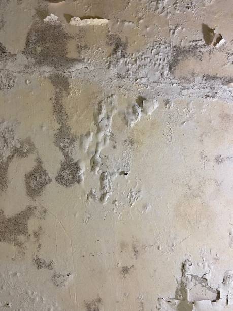 Best Fast Mold Removal  in La Crescenta Montrose, CA