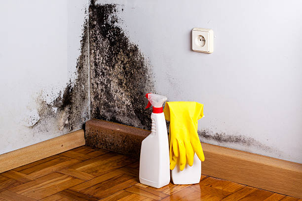 Best Fast Mold Removal  in La Crescenta Montrose, CA
