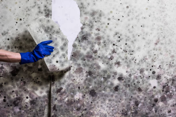 Best Home Mold Removal  in La Crescenta Montrose, CA
