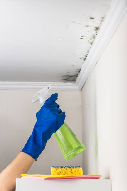 Best Toxic Mold Removal  in La Crescenta Montrose, CA