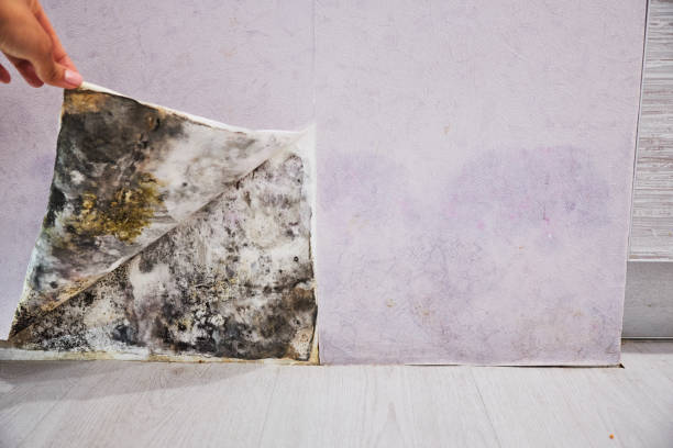 Water Damage Restoration in La Crescenta Montrose, CA